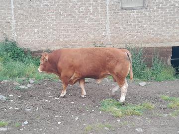 Toro limousine