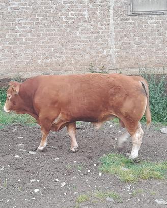 Toro limousine