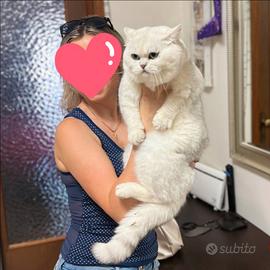 Gatto British per accoppiamento Scottish straight