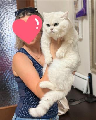 Gatto British per accoppiamento Scottish straight