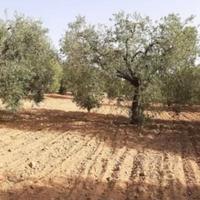 Oliveto