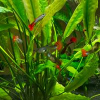 Pesci tropicali Guppy Red