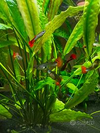 Pesci tropicali Guppy Red