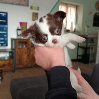 Cucciolo chihuahua pelo lungo Pedigree