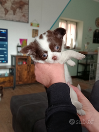 Cucciolo chihuahua pelo lungo Pedigree