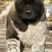 Cucciolo di Akita Americano