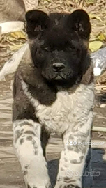 Cucciolo di Akita Americano