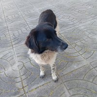 Cagnolino dolce