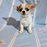 Splendida cucciola chihuahua, allevamento enci