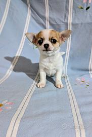 Splendida cucciola chihuahua, allevamento enci