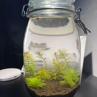 Vaso/Ecosistema ornamentale autosufficiente