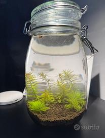 Vaso/Ecosistema ornamentale autosufficiente