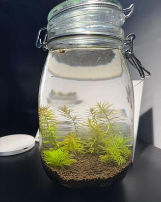 Vaso/Ecosistema ornamentale autosufficiente