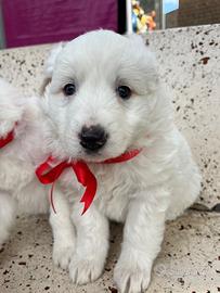 Cucciolo Pastore maremmano