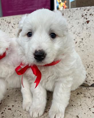 Cucciolo Pastore maremmano