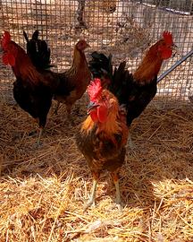 Galline Coronata Siciliana