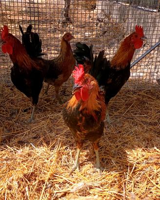 Galline Coronata Siciliana