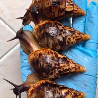 Chiocciole giganti africane