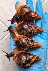 Chiocciole giganti africane