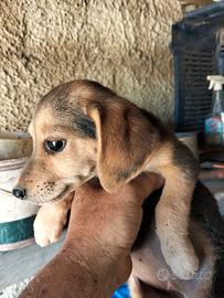Cucciola di incrocio bigol e segucio