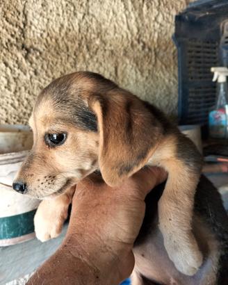 Cucciola di incrocio bigol e segucio