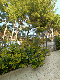 Giugno-Fronte Mare-5 posti letto Campomarino