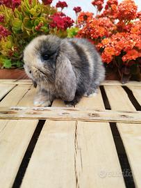 Coniglio nano ariete