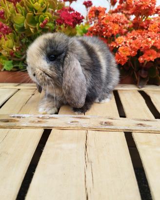 Coniglio nano ariete