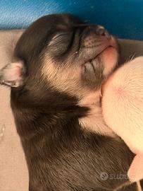 Chihuahua pelo corto