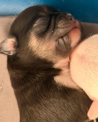 Chihuahua pelo corto