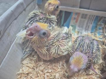 Pulletti di pappagalli