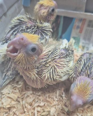 Pulletti di pappagalli