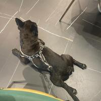 Bulldog francese