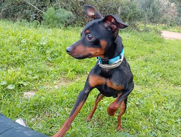 Pinscher Nano