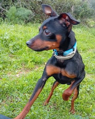 Pinscher Nano