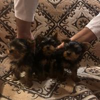 Cuccioli Yorkshire toy