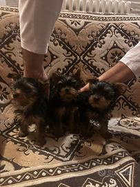 Cuccioli Yorkshire toy