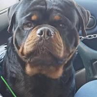 Rottweiler per amanti della razza