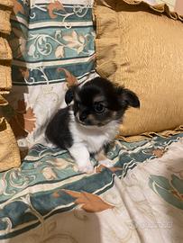 Chihuahua maschietto