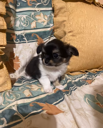 Chihuahua maschietto
