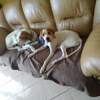 tartufo e e beccaccia cuccioloniiii