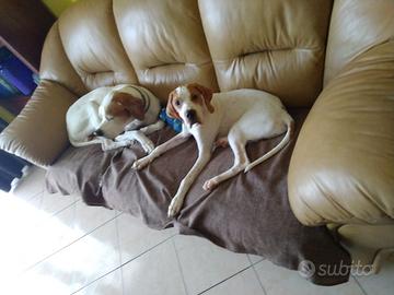 tartufo e e beccaccia cuccioloniiii