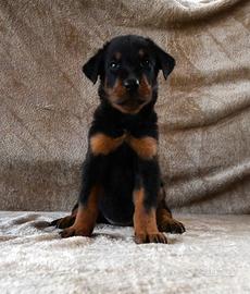 Cucciola BEAUCERON femmina nero focata