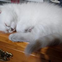 Cuccioli di siberiano neva masquerade