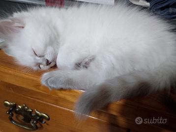 Cuccioli di siberiano neva masquerade