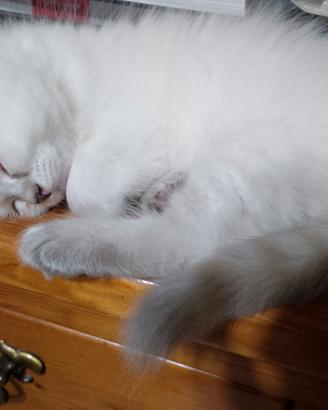 Cuccioli di siberiano neva masquerade