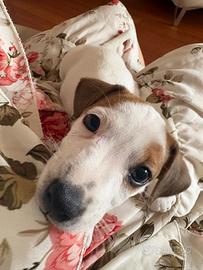 Jack russel