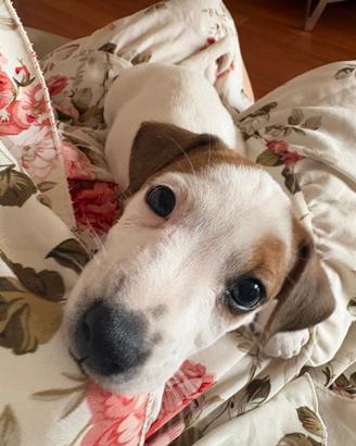 Jack russel