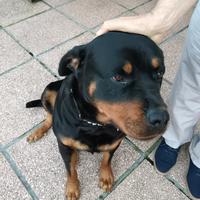 Rottweiler femmina