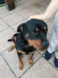 Rottweiler femmina